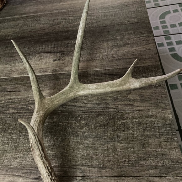 Other - 1 Deer antler 🦌🦌🦌🦌N